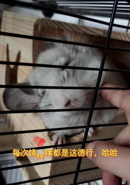 猫咪的幸福生活，从挠痒痒开始（让好萌主人教你如何给猫咪挠痒痒）