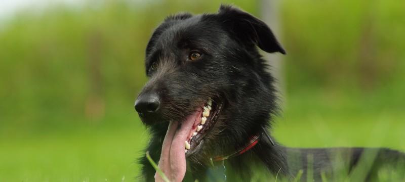 以黑白小花犬为主题的宠物养护指南（了解品种特点）