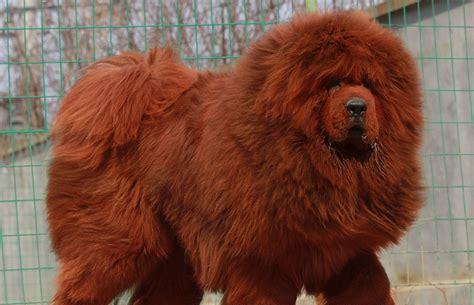 红藏獒幼犬价格分析（以宠物为主）