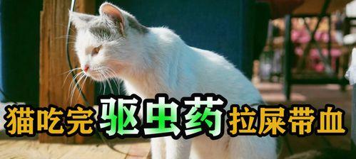 小猫粪便的颜色与健康关系探究（揭秘小猫粪便颜色的7大健康信号）