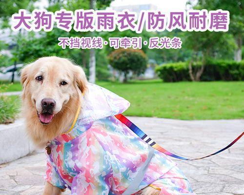 与金毛狗狗一起成长（金毛狗狗图片大全幼犬）