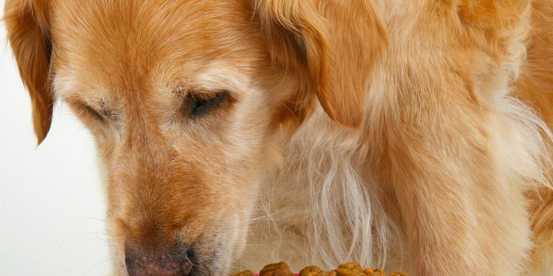 为金毛犬补钙是必需的吗（探索金毛犬食物中钙的来源及其补充方法）