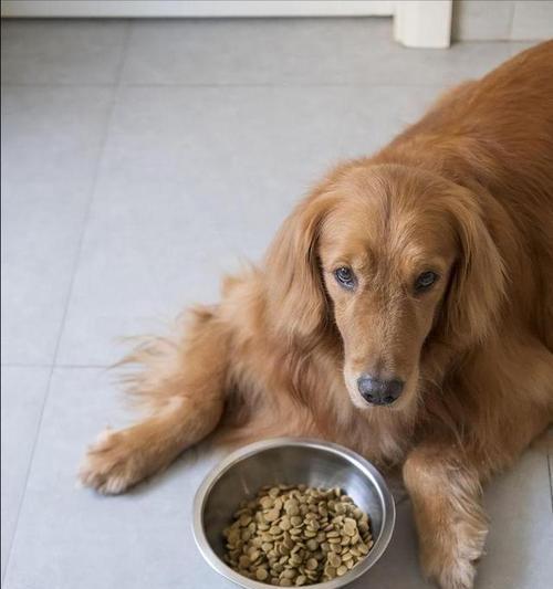 金毛能否单独食用狗粮（探究金毛单独食用狗粮的可行性）