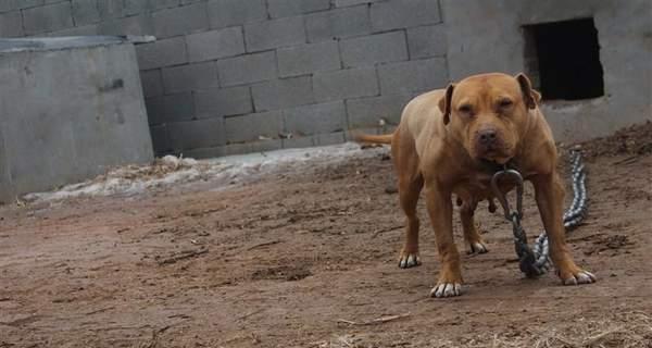 巨型比特犬之间的激烈争斗（探究比特犬打架的原因和预防方法）