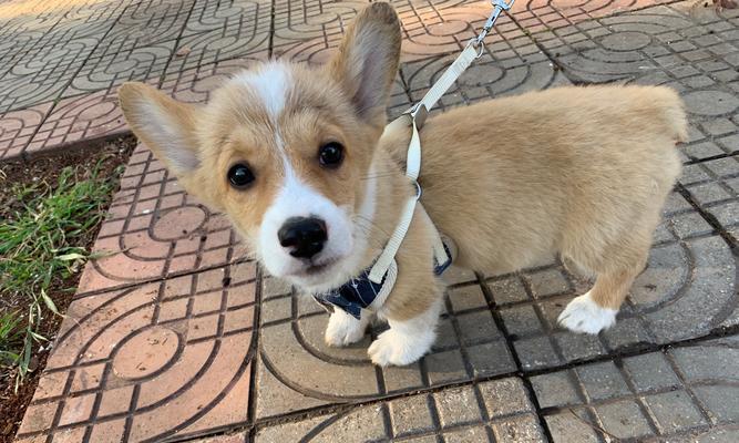 如何帮助你的柯基犬爱上食物（针对柯基犬不爱吃食的原因）