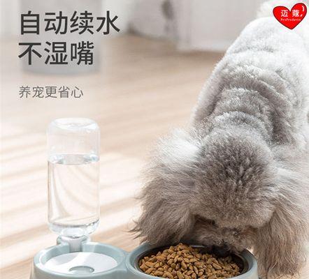 如何让你的柯基犬爱上饮水（教你解决柯基犬饮水问题的实用方法）