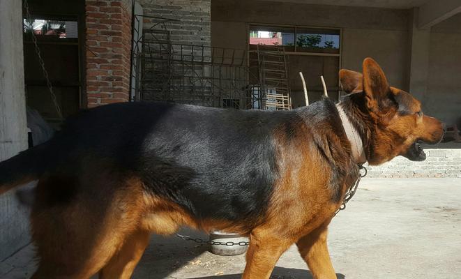 昆明犬和黑背的价格比较（探究宠物市场的价格走势）