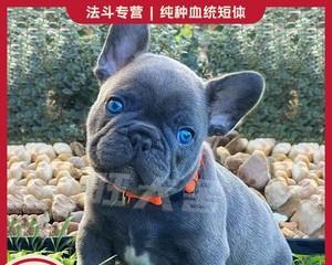 解密蓝舌犬品种（探究蓝色舌头的狗是什么狗）