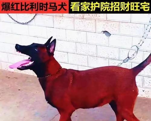 狼青犬一天应该吃多少狗粮（宠物健康从饮食开始）