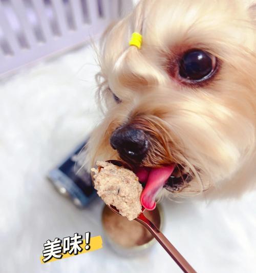 老年犬不吃饭怎么处理（教你如何让宠物老年犬重新恢复食欲）