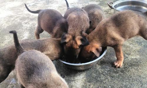 如何挑选一个月大的小马犬作为宠物（为你的家庭添加新成员的几个关键提示）