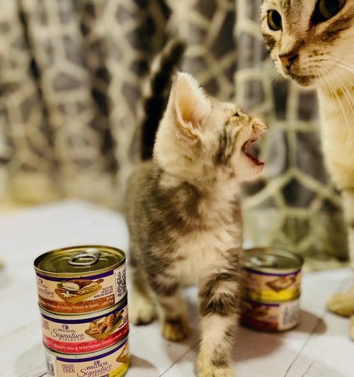 猫咪的饮食需求-一月内能否全吃罐头（探究猫咪对罐头食品的需求量及影响因素）