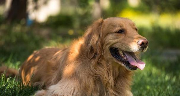 如何让一个月龄幼犬正确地吃狗粮（教你从选择狗粮到喂养技巧）