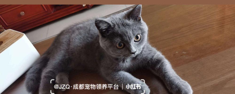 英短小猫的换毛周期（揭秘英短小猫换毛的规律与注意事项）