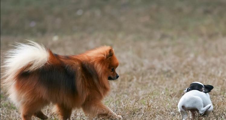 为什么人工授精成为繁殖纯种犬的主要方式（探讨人工授精在宠物繁殖中的应用及影响）