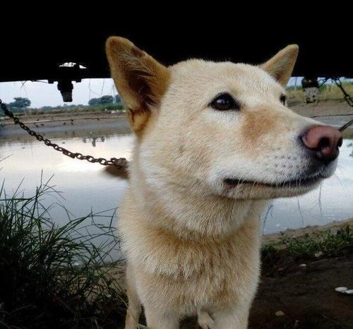 探秘“土狗”般的神秘犬种（认识神秘的傣族狗）