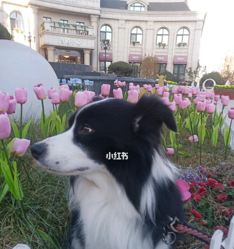 如何为边境牧羊犬洗澡（全面指南）