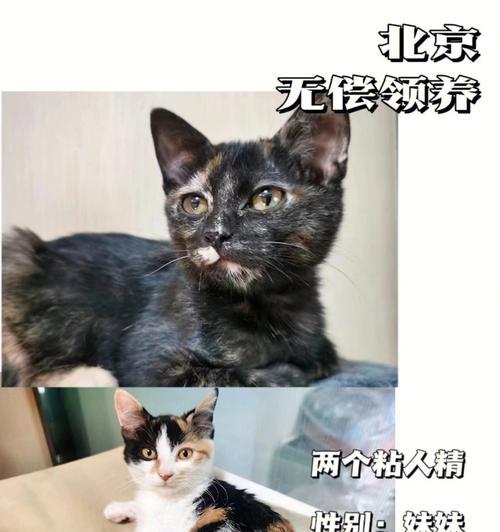 初生小猫性别鉴定方法（掌握这些技巧）