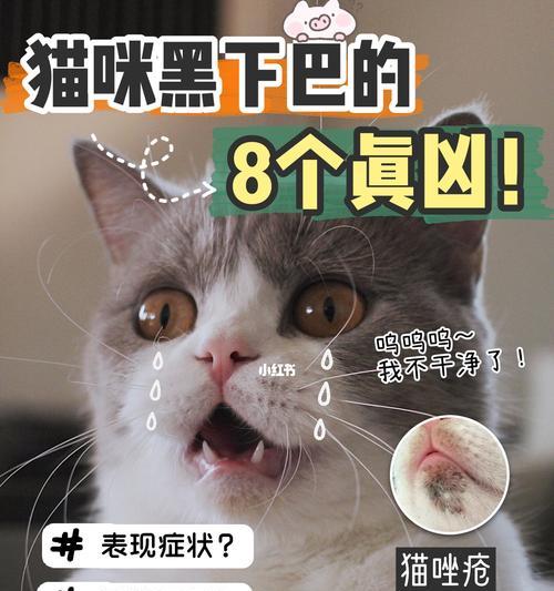 治疗猫咪毛囊炎的完全指南（以宠物为主）