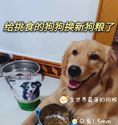 如何为你的4个月大的狗选择正确的狗粮？