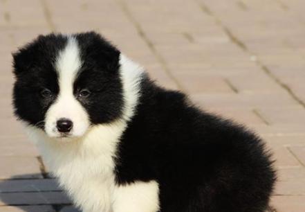 如何为50天的边牧幼犬提供健康的饮食（了解边牧幼犬的饮食需求）