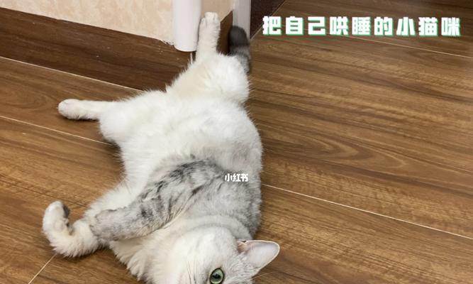 药物缓解猫咪闹哄的方法（探究什么药可以让猫咪安静下来）