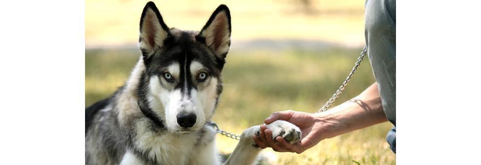 哈士奇幼犬的养护方法（从喂养到训练）