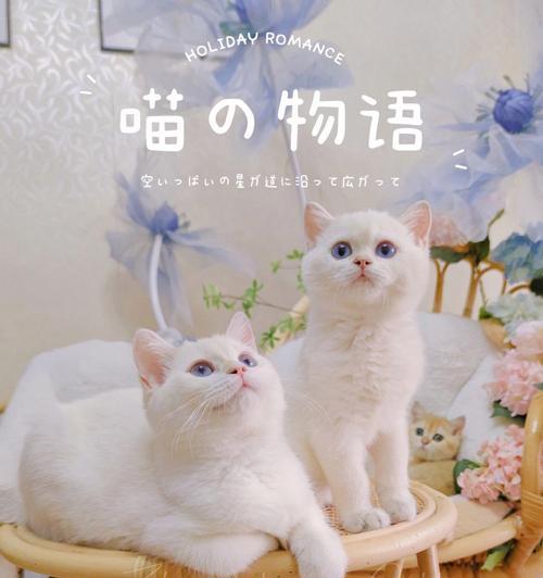 买卖宠物猫咪的注意事项（保证安全）