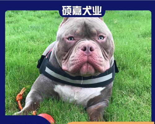 如何鉴别恶霸犬幼犬的优劣（从宠物的角度出发）