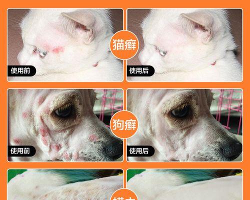 如何治疗宠物犬耳朵湿疹（遇到犬耳朵湿疹）