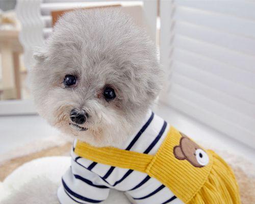 100+StylishandTrendyEnglishNamesforPomeranianDogs（EmbracetheCutestandMostFashionableNameforYourBelovedPet）