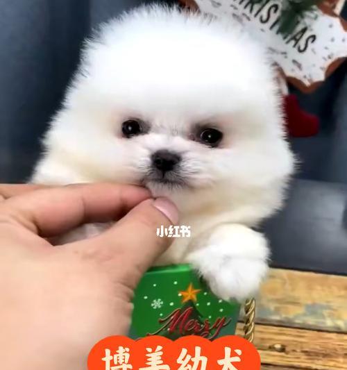 博美（赏心悦目的小型宠物犬）