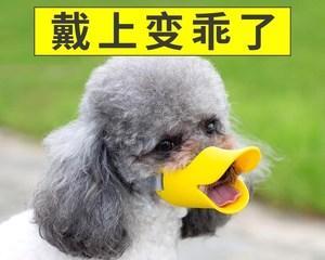 博美犬咬伤别人狗的原因分析（宠物犬的攻击行为与主人的责任）