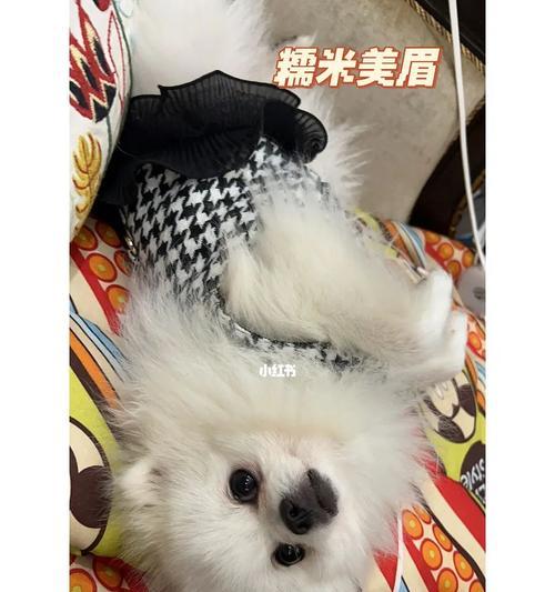 选择合适的狗粮对博美犬的健康至关重要（以宠物为主）