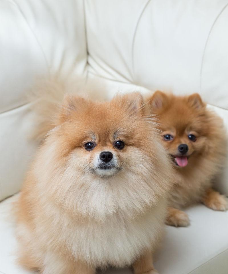 博美幼犬居然吃自己的屎（探究幼犬屎食行为的原因和解决方法）