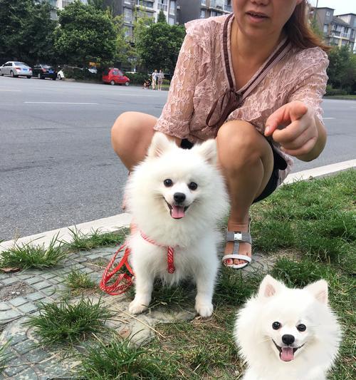 以博美幼犬不理主人的原因及应对方法（探究博美幼犬行为背后的因素）