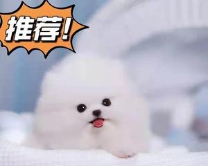 如何正确打以博美幼犬不听话（掌握正确方法）