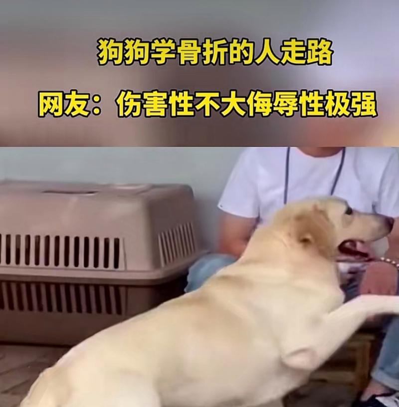 狗狗突然一瘸一拐，你需要知道的这些（诊断）