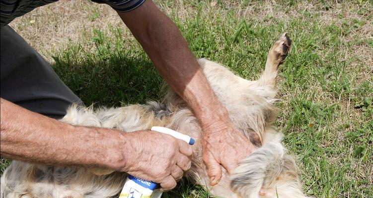 宠物犬吐出线虫（线虫感染的症状及治疗方法）