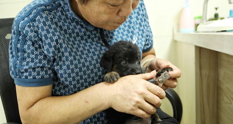 狗狗的健康需求——剪指甲（掌握正确方法）