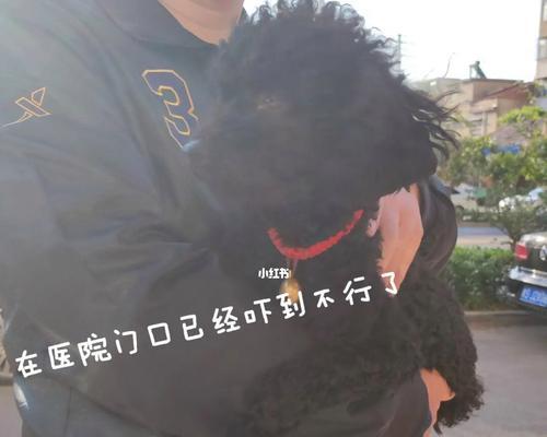 狗狗直肠梗阻症状——如何识别便秘症状（宠物犬健康必读）