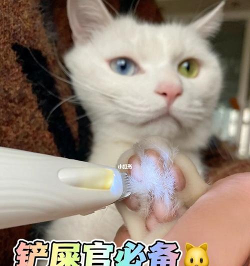 猫咪为什么老是用爪子洗脸（探究猫咪的洁癖习惯）