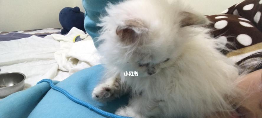 猫咪自我清洁的好习惯（探究猫咪老舔屁股旁边的毛为何）