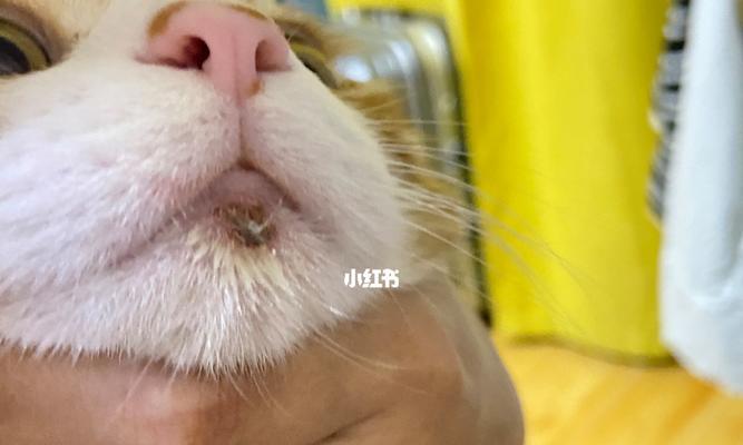 猫咪脸上突然长了一个痘！该怎么办（宠物猫脸上长痘的原因）