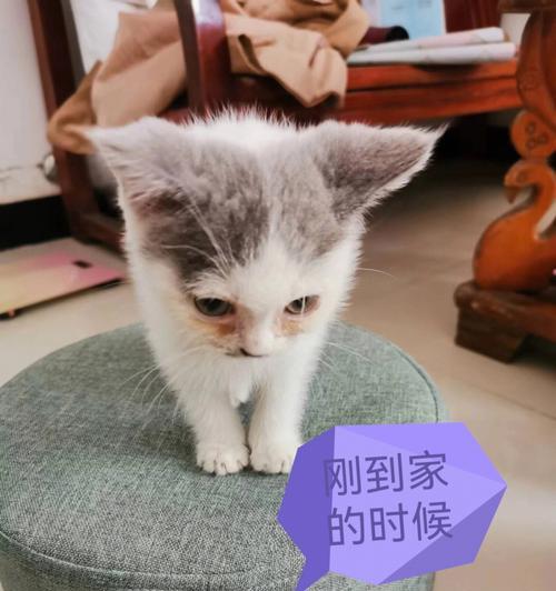 如何治疗猫咪马尾症状（宠物猫咪的健康问题及治疗方法）