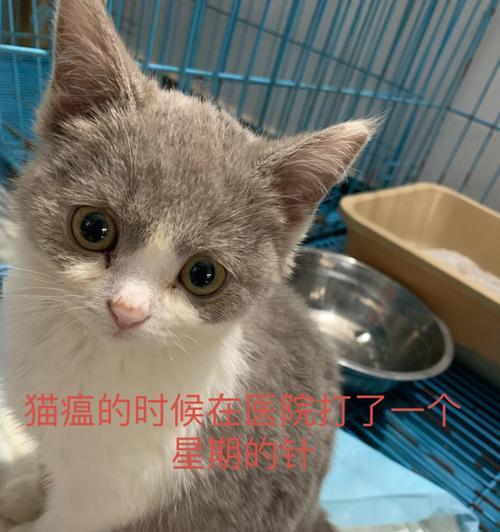 猫咪猫瘟腹泻症状详解（宠物猫咪的健康危机与预防）