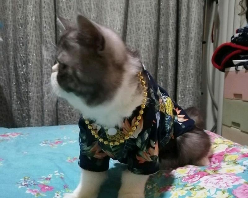 猫咪没有和公猫交配能生育吗（探讨猫咪不交配也可生育的真相）