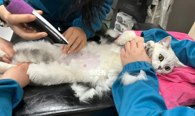 宠物猫咪难产怎么办（教你如何应对宠物猫咪难产的问题）