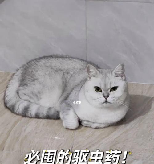 宠物猫咪内驱虫不彻底的原因（为什么你的猫咪内驱了还有虫）