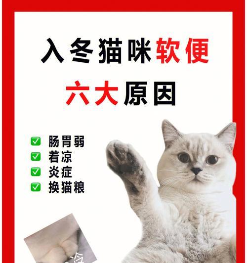 探秘猫咪内脏功能分布（宠物猫咪的生命之源——内脏构造与功能分析）